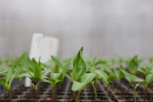 A row of pepper seedlings growing in plastic trays with many more pepper seedlings out of focus behind them
