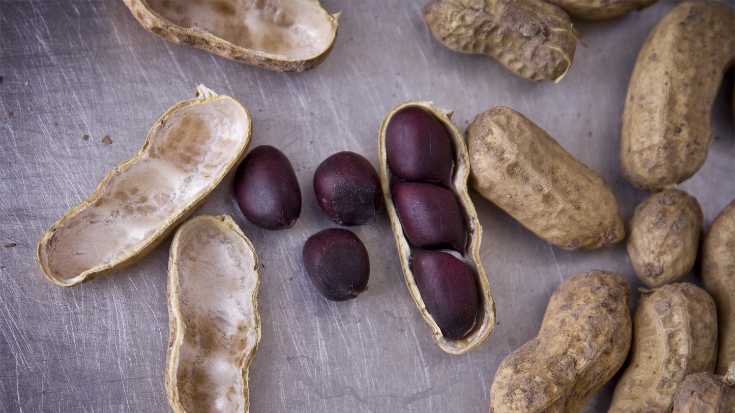 shelled peanuts with dark red seeds next to some whole peanuts