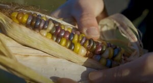 Corn in a husk revealing colorful kernels.