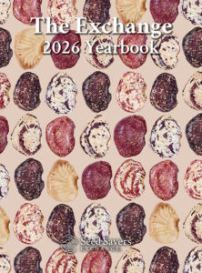 Many colorful beans on a tan background