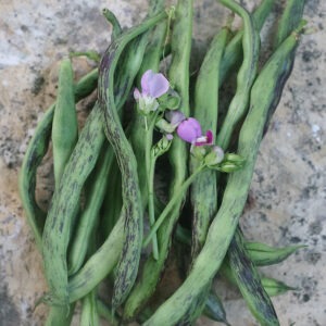 A pile of long green-and-purple-mottled 'Rattlesnake Snap' beans with two purple bean flowers