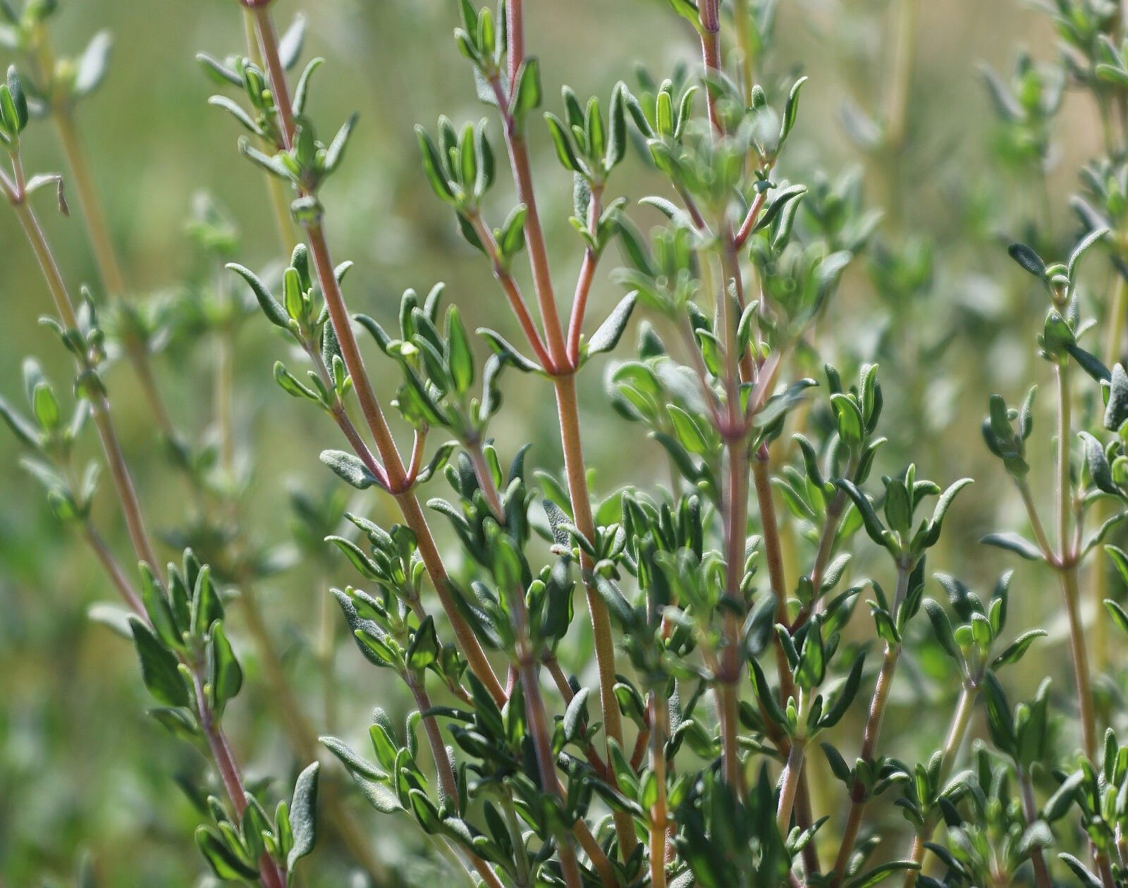 A thyme plant