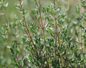 A thyme plant