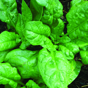 A leafy 'America' spinach plant
