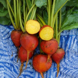 A pile of round orange 'Burpee's Golden' beets with long green stems and leaves. Two beets are sliced in half, exposing a bright yellow center.
