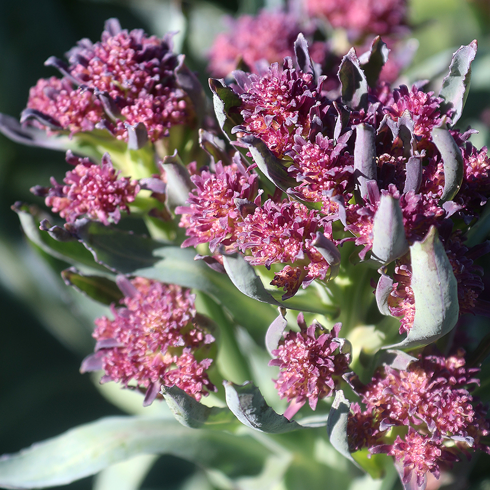 Little 'Early Purple Sprouting' broccoli florets