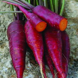A pile of whole purple 'Dragon' carrots with one carrot chopped in half horizontally.