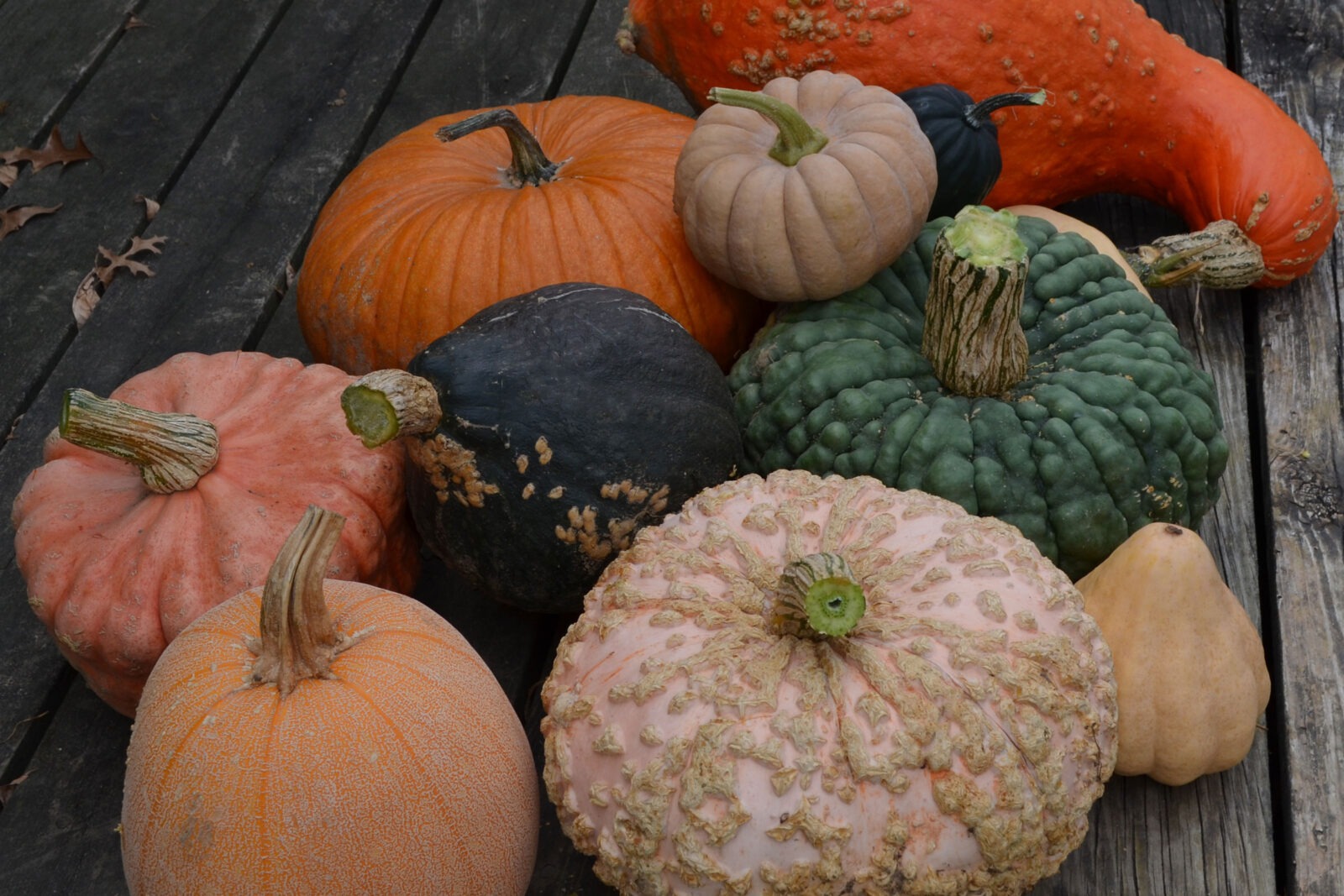 A group of squash of all different shapes, sizes, colors, and textures