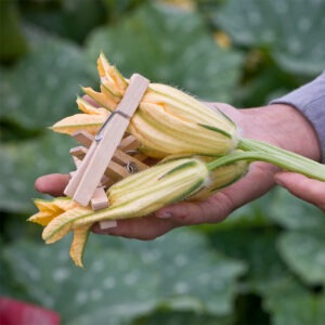 A hand holds several large yellow squash flowers with wooden clothespins holding their petals shut