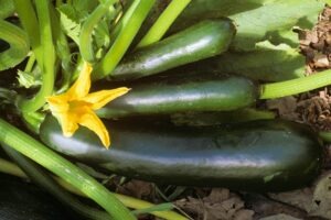 Three 'Black Beauty' zucchini squash growing on vines next to a yellow zucchini flower