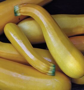 A pile of yellow 'Golden Zucchini' squash