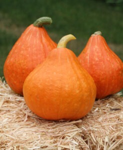 three orange-colored, pear-shaped squash on a hay bale
