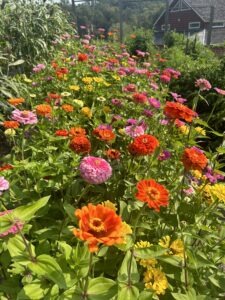 A large patch of colorful zinnias