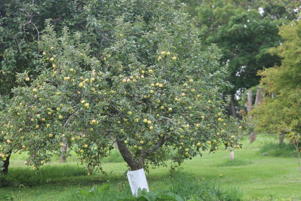 Apple tree with many with green apples.