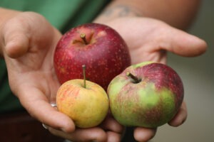 Hands holding three apples of various colors and sizes