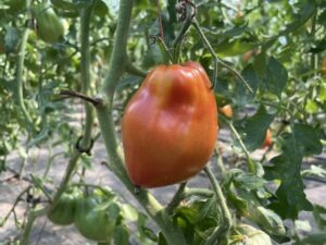 A large red 'Sulia's Heart' tomato hangs from a tomato plant vine with other green tomatoes in the background.