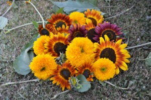A cluster of sunflower heads of different sizes and colors arranged on the ground