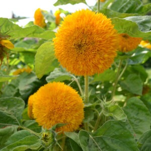 Two round, puffy 'Teddy Bear' sunflowers, with more sunflowers in the background among green foliage