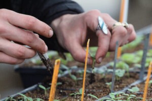 Two hands carefully thinning seedlings in small plastic containers with tweezers.