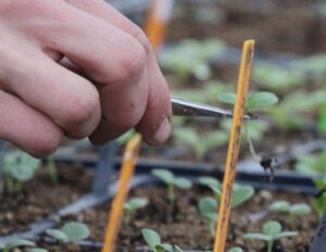 A hand uses tweezers to hold a small seedling lifted out of the soil.