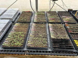 8 plant trays, each with 20 rows full of tomato seedlings, arranged in a greenhouse