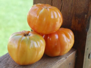 Three large yellow-orange 'Anna Meyer' tomatoes, with one stacked on top of the other two