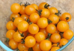 A pile of tiny yellow tomatoes in a glass bowl