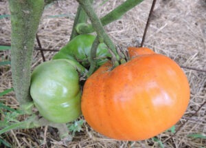 Three tomatoes, one large orange and two green, grow in a cluster on a tomato stalk.