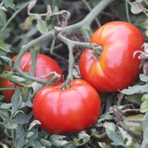 Three red 'Silvery Fir Tree' tomatoes attached to the vine, surrounded by carrot-like, silvery foliage