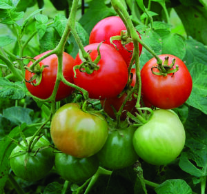 A cluster of small, round, red and green 'Stupice' tomatoes hanging from the vine and surrounded by green foliage