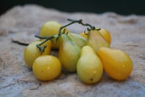 A cluster of small yellow pear-shaped 'Beam's Yellow Pear' tomatoes attached to a vine and arranged on a large rock surface