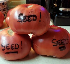 Three large 'Peg O' My Heart' tomatoes with "Seed!" written on them in black marker