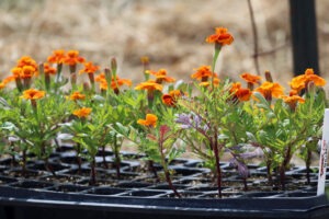 A plastic cell tray with many young blooming marigold plants