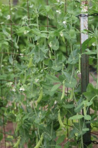 'Amish Snap' pea plants growing up a cattle panel trellis.