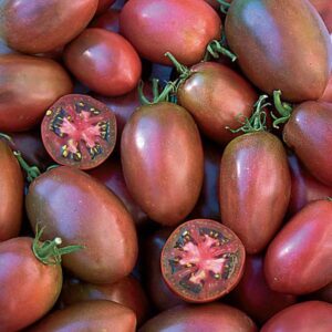 Dozens of small, oblong, dark red-purple 'Ukrainian Purple' tomatoes, with one of the tomatoes sliced in half