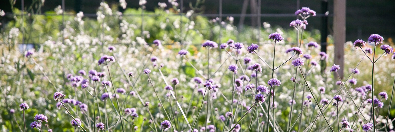A garden of purple flowers