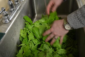 A person washing a bunch of leafy greens in a large sink
