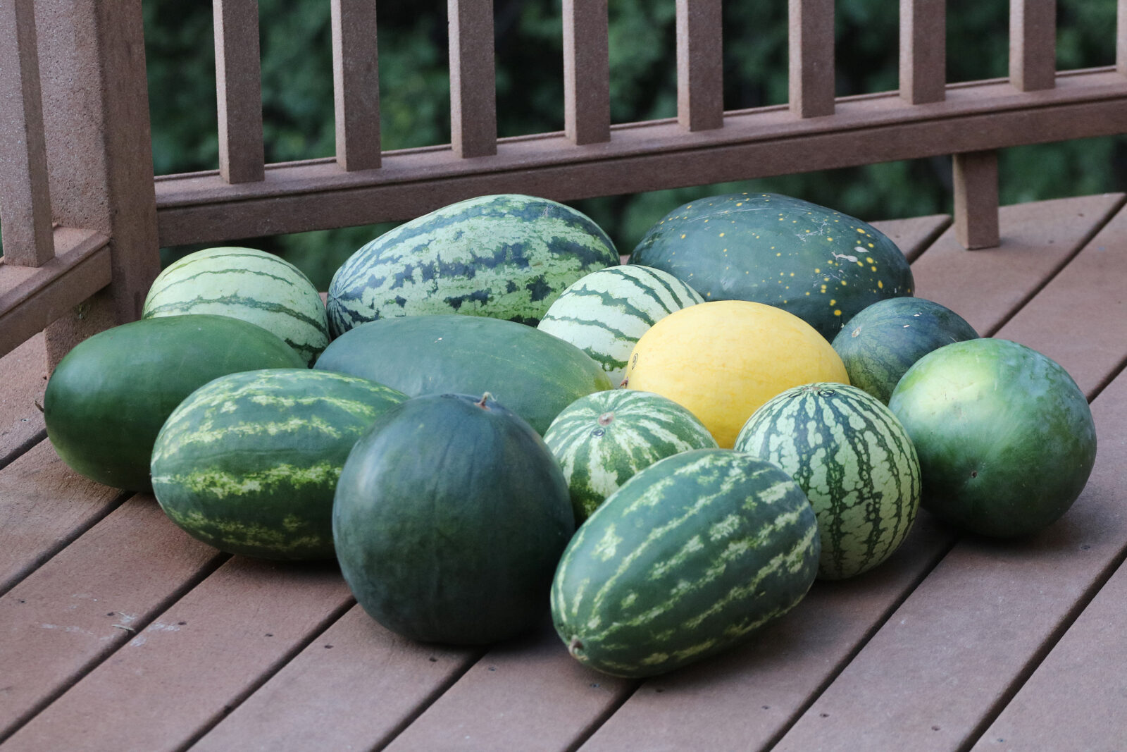 Group of different watermelon varieties on a deck.