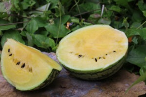 A half and a quarter of a green watermelon with bright yellow flesh sit on a rock with green foliage in the background