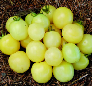 A pile of pale-yellow 'White Cherry' tomatoes in a bed of straw