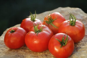 Six red 'Wisconsin Chief' tomatoes arrayed on a large rock