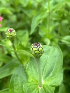 Several unopened zinnia flower heads