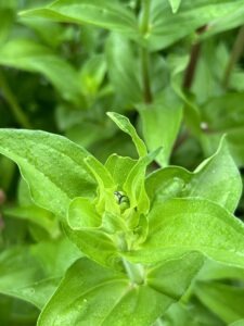 A zinnia bloom emerging from foliage