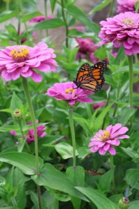 A monarch butterfly perched on a pink zinnia flower, surrounded by other pink zinnias