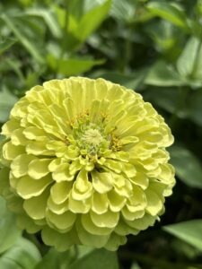A large yellow-green zinnia