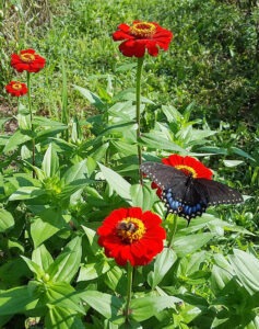 green plants bearing red zinnias, one with a bee and another with a blue butterfly