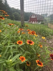 Many small, multi-colored zinnias growing in a garden with a red barn in the background