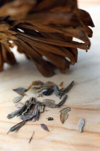 A small pile of zinnia seeds next to a dried zinnia flower head on a wooden table