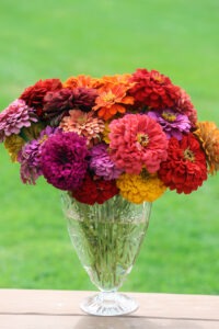 A glass vase on a table full of colorful zinnia flowers