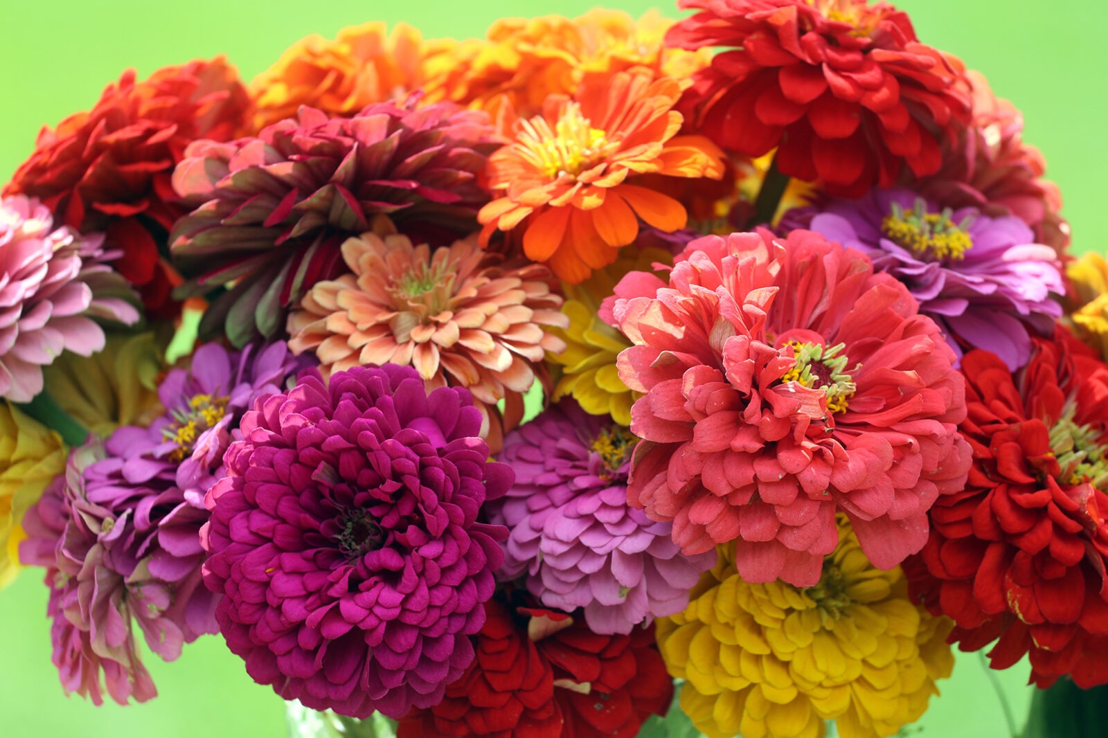 An arrangement of many colorful zinnia flowers